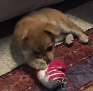Cachorro raça Vira lata idade 2 a 6 meses nome Maya