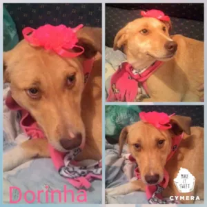 Cachorro raça Srd idade 7 a 11 meses nome Dorinha