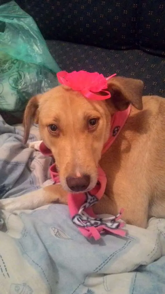 Cachorro ra a Srd idade 7 a 11 meses nome Dorinha