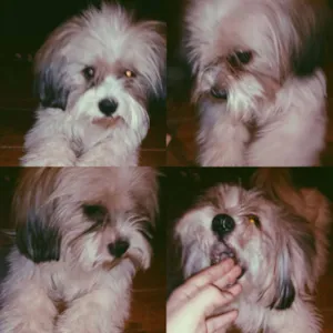 Cachorro raça Lhasa Apso idade 1 ano nome Simon