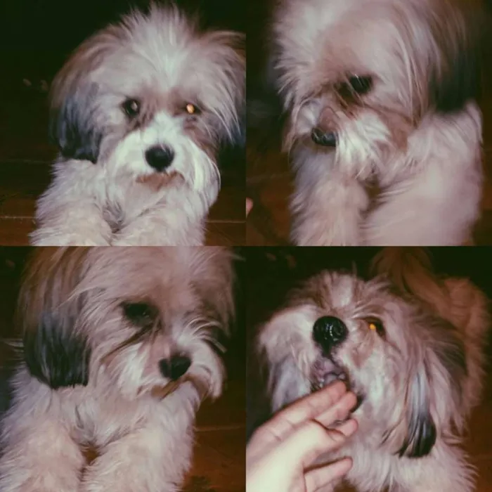 Cachorro ra a Lhasa Apso idade 1 ano nome Simon