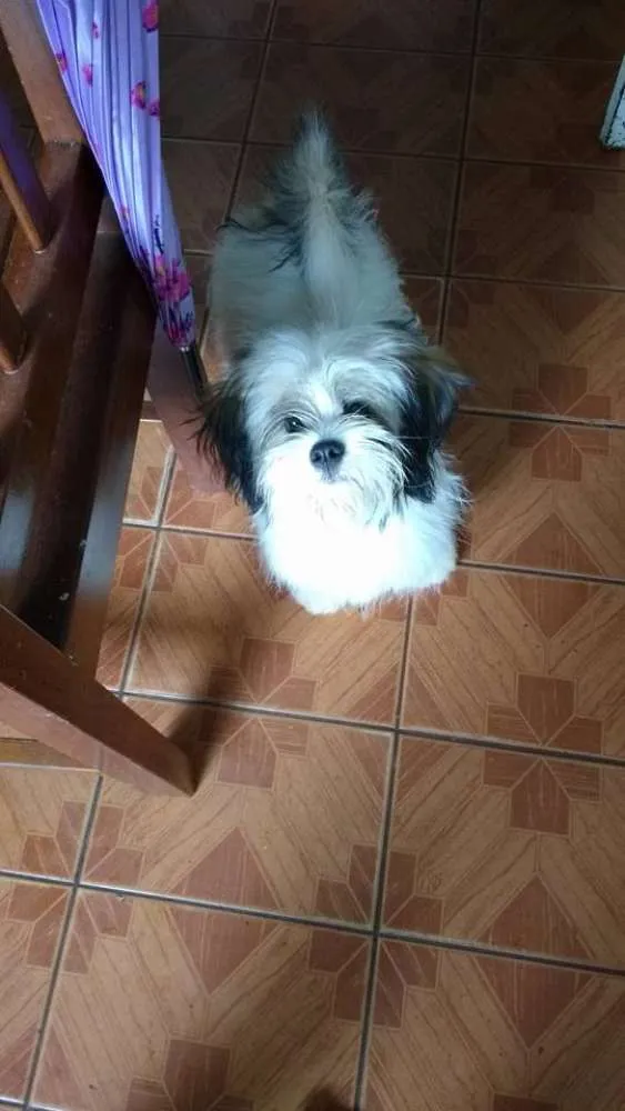 Cachorro ra a Lhasa Apso idade 1 ano nome Simon