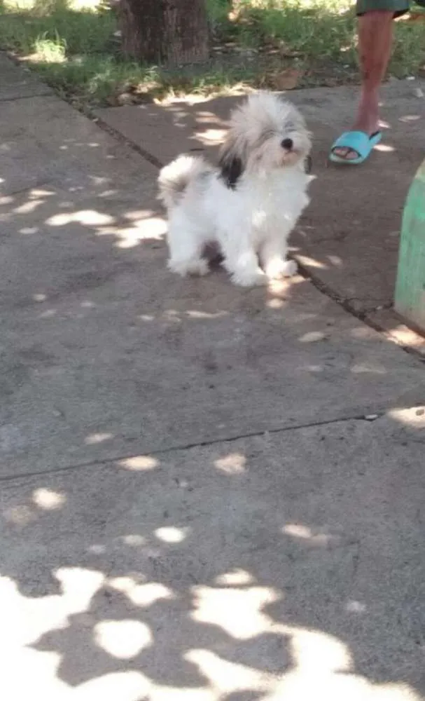 Cachorro ra a Lhasa Apso idade 1 ano nome Simon