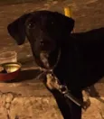 Cacau