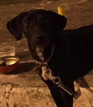 Cachorro raça Vira lata idade  nome Cacau