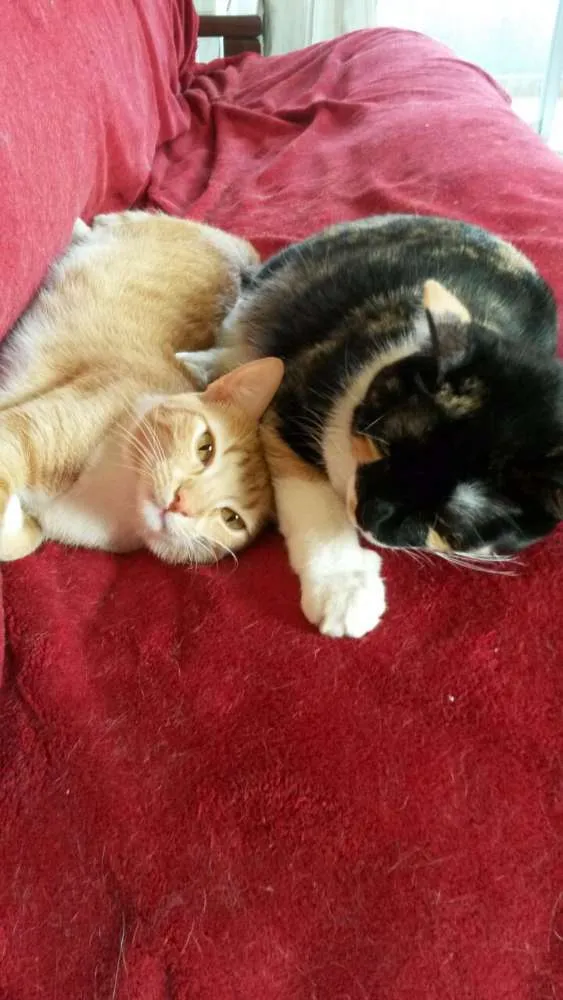 Gato ra a SRD idade 2 anos nome Sally e Churros