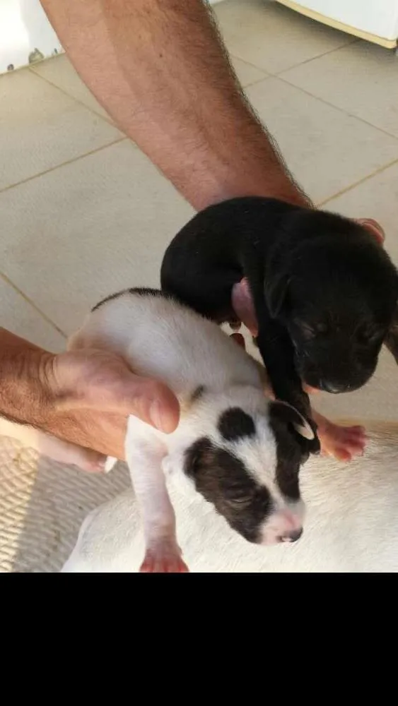 Cachorro raça  idade Abaixo de 2 meses nome Filhotes