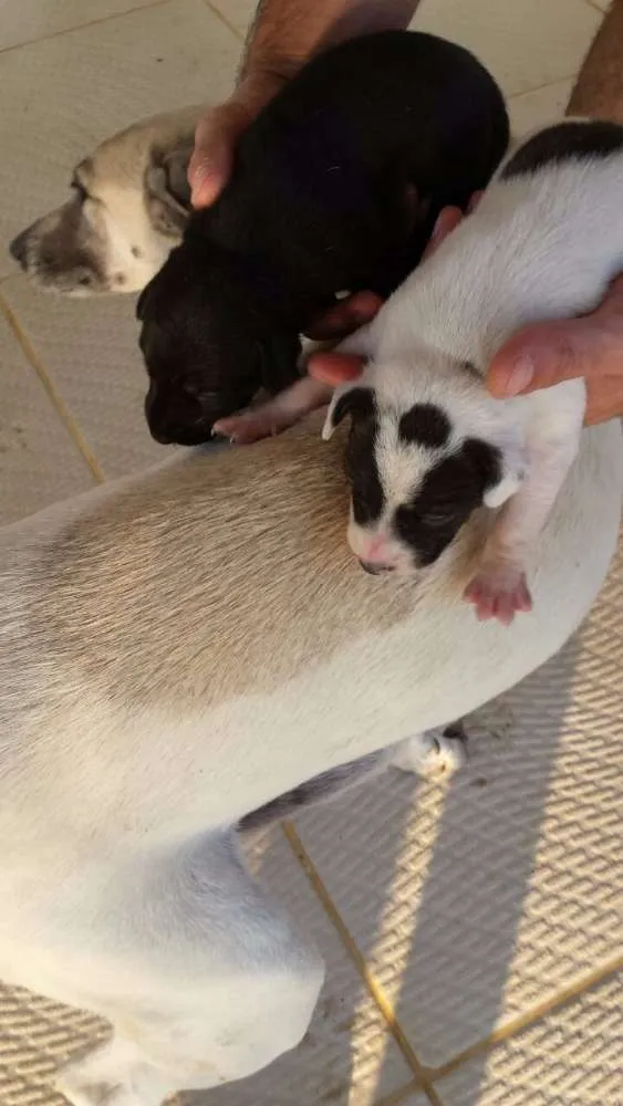 Cachorro raça  idade Abaixo de 2 meses nome Filhotes
