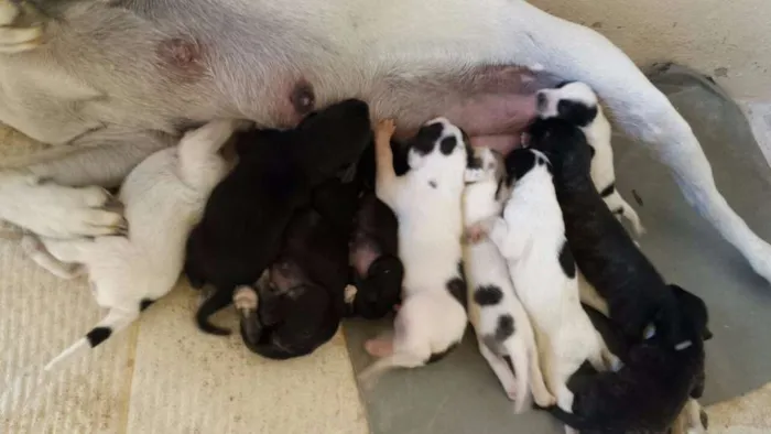 Cachorro raça  idade Abaixo de 2 meses nome Filhotes