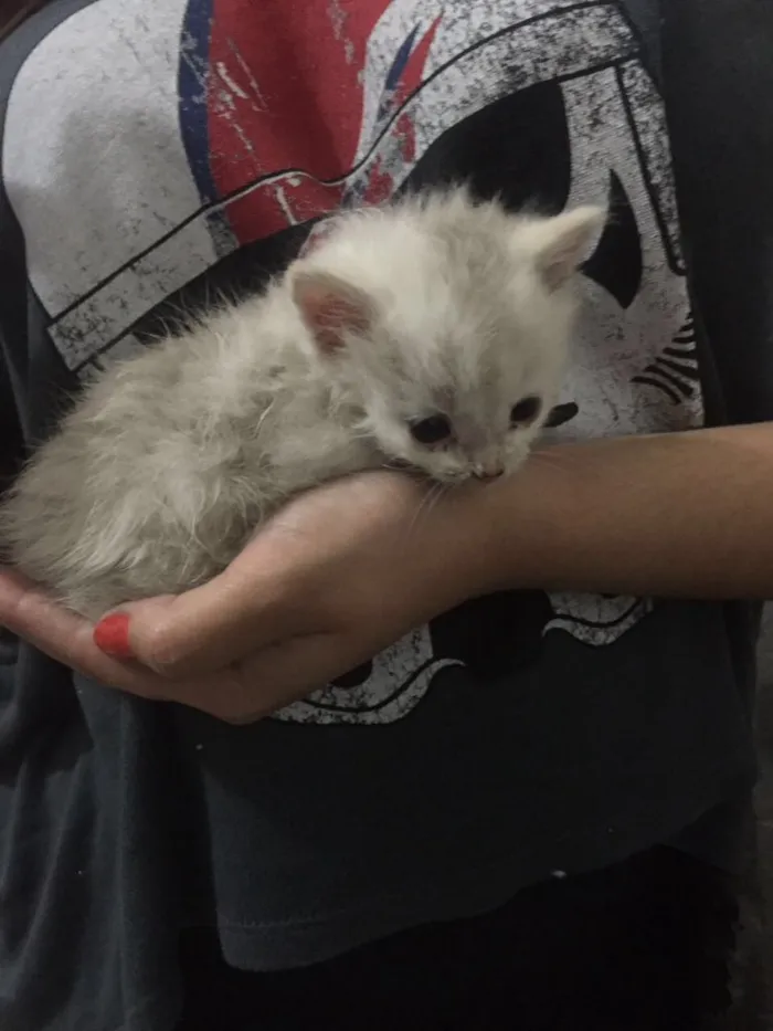 Gato raça Não sei  idade Abaixo de 2 meses nome Não definido 