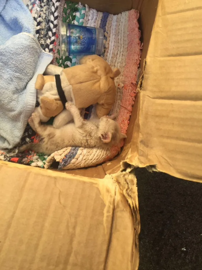 Gato raça Não sei  idade Abaixo de 2 meses nome Não definido 