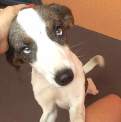 Cachorro raça não sabemos idade 2 anos nome Lola