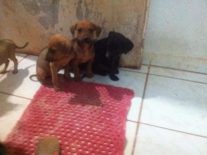 Cachorro ra a SRD idade 2 a 6 meses nome Moly