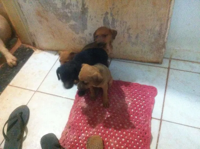 Cachorro ra a SRD idade 2 a 6 meses nome Moly