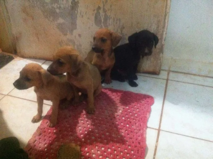 Cachorro ra a SRD idade 2 a 6 meses nome Moly