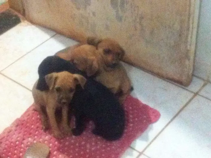 Cachorro ra a SRD idade 2 a 6 meses nome Moly