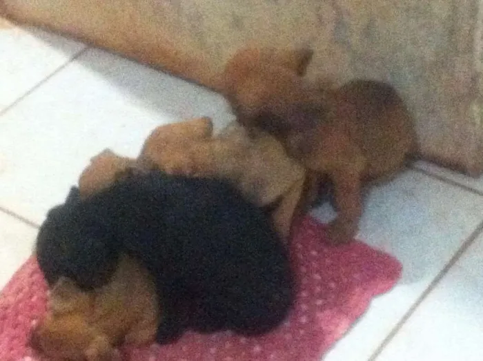 Cachorro ra a SRD idade 2 a 6 meses nome Moly
