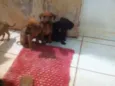 Rex