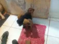Rex