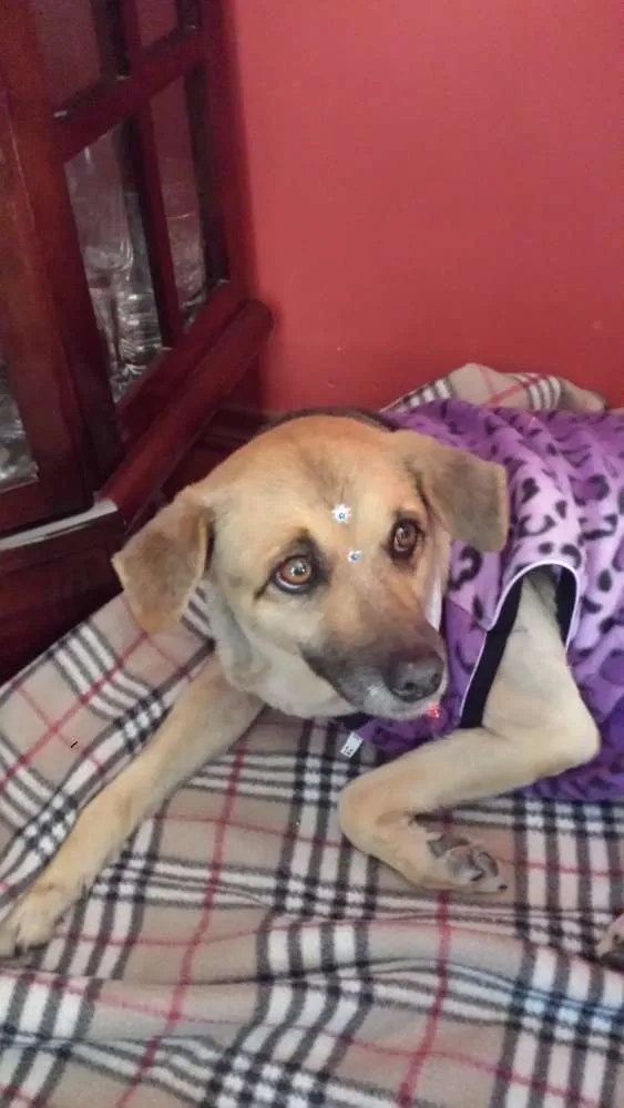 Cachorro ra a SRD idade 6 ou mais anos nome Princesa