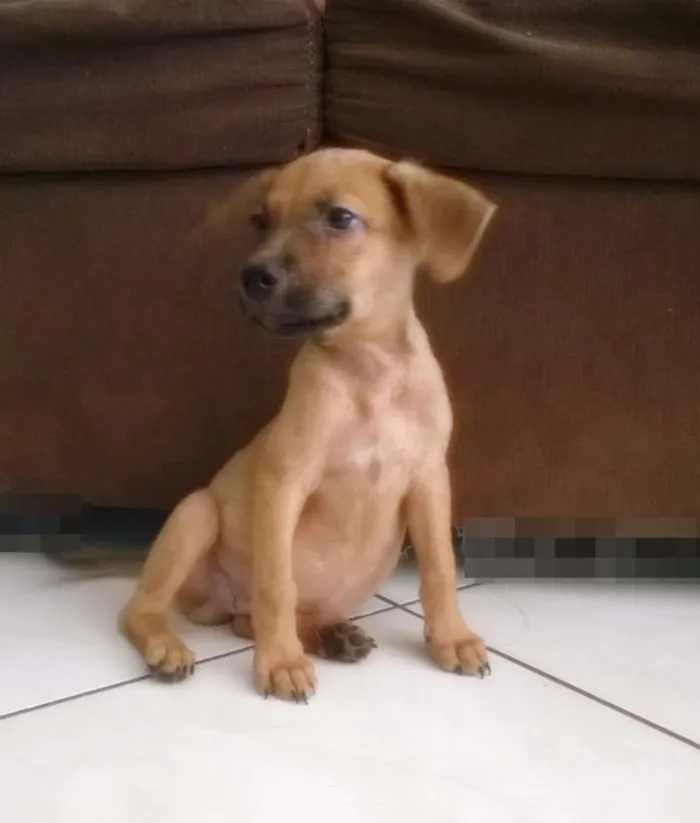 Cachorro raça VIRALATA idade 2 a 6 meses nome AMOR