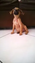 AMOR