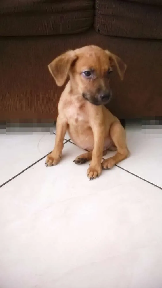 Cachorro raça VIRALATA idade 2 a 6 meses nome AMOR