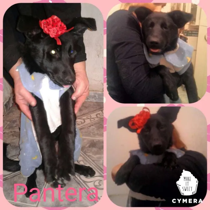 Cachorro ra a Srd  idade 7 a 11 meses nome Pantera 