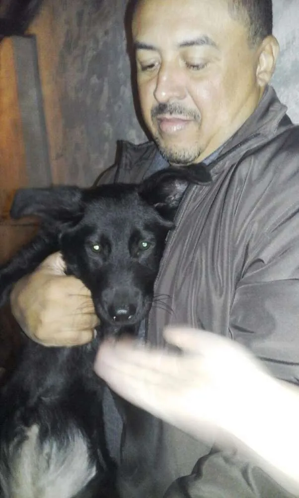Cachorro ra a Srd  idade 7 a 11 meses nome Pantera 