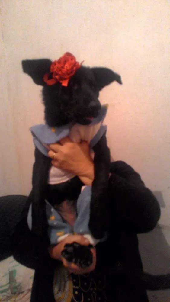 Cachorro ra a Srd  idade 7 a 11 meses nome Pantera 