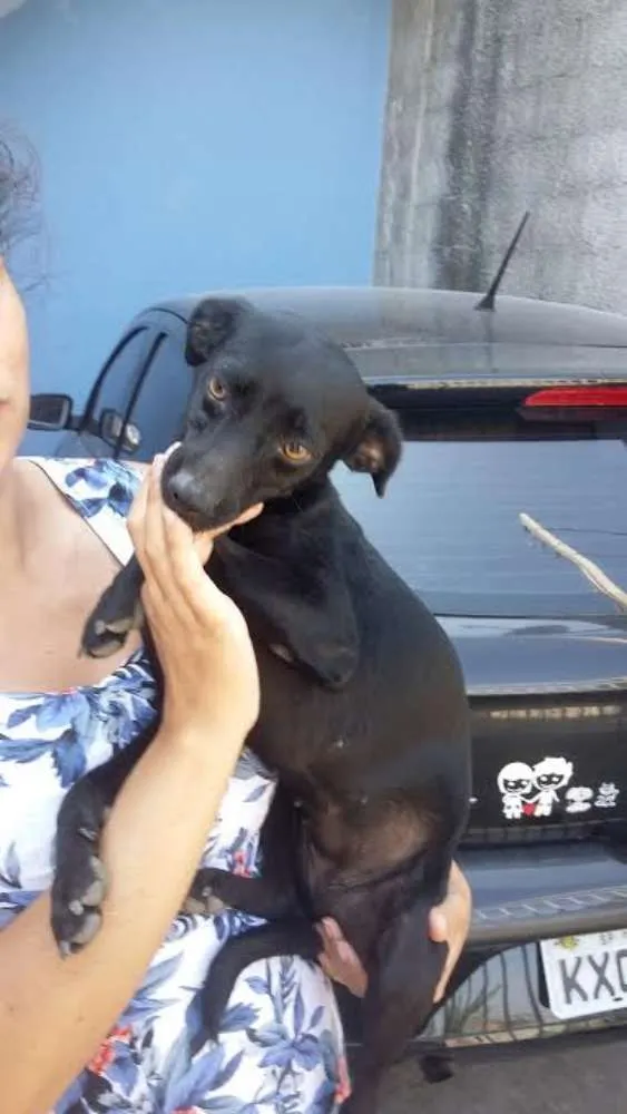 Cachorro ra a SRD idade 7 a 11 meses nome Pretinha 
