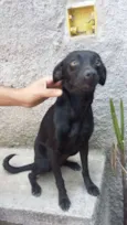 Pretinha 