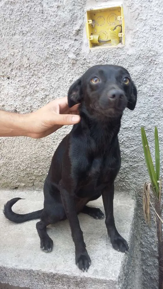 Cachorro ra a SRD idade 7 a 11 meses nome Pretinha 