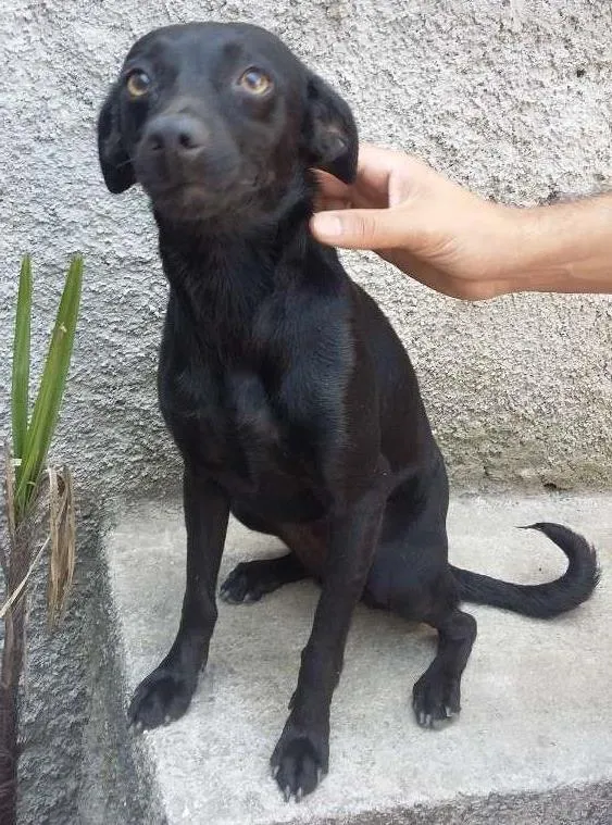 Cachorro ra a SRD idade 7 a 11 meses nome Pretinha 