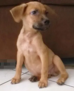 Cachorro raça VIRALATA idade 2 a 6 meses nome AMOR