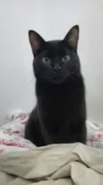 Orion