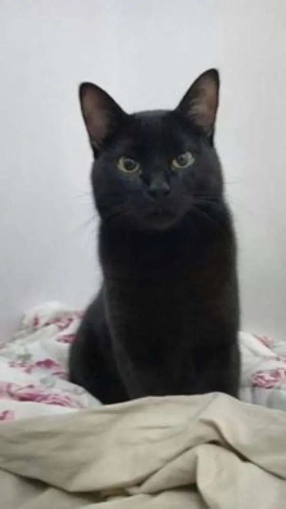 Gato ra a SRD idade 1 ano nome Orion