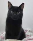 Orion