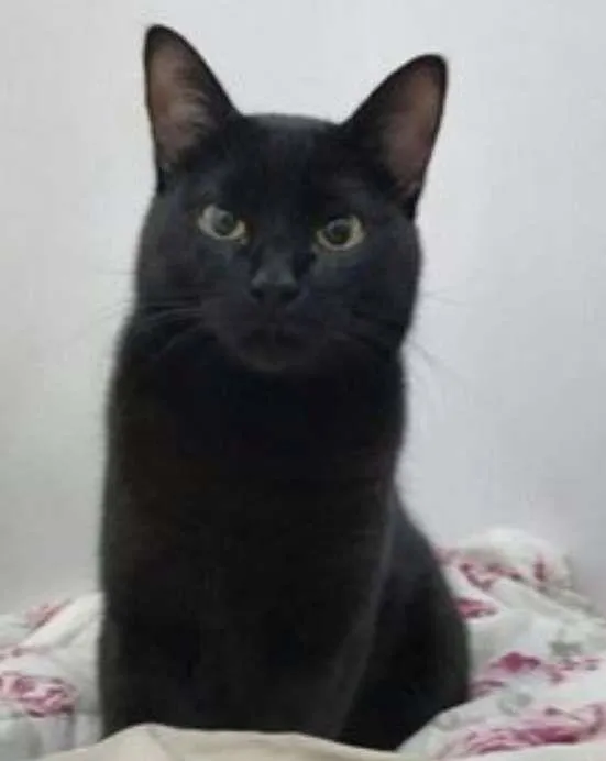 Gato ra a SRD idade 1 ano nome Orion