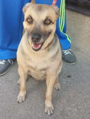 Cachorro raça SRD idade 6 ou mais anos nome Princesa