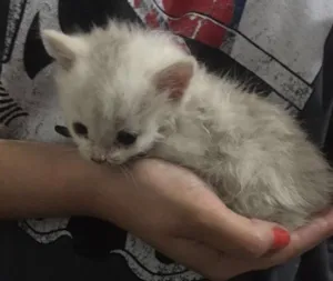 Gato raça Não sei  idade Abaixo de 2 meses nome Não definido 