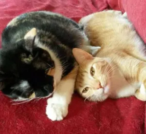 Gato raça SRD idade 2 anos nome Sally e Churros