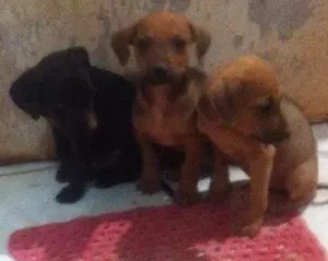 Cachorro raça SRD idade 2 a 6 meses nome Princesa 