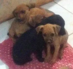 Cachorro raça SRD idade 2 a 6 meses nome Lilika