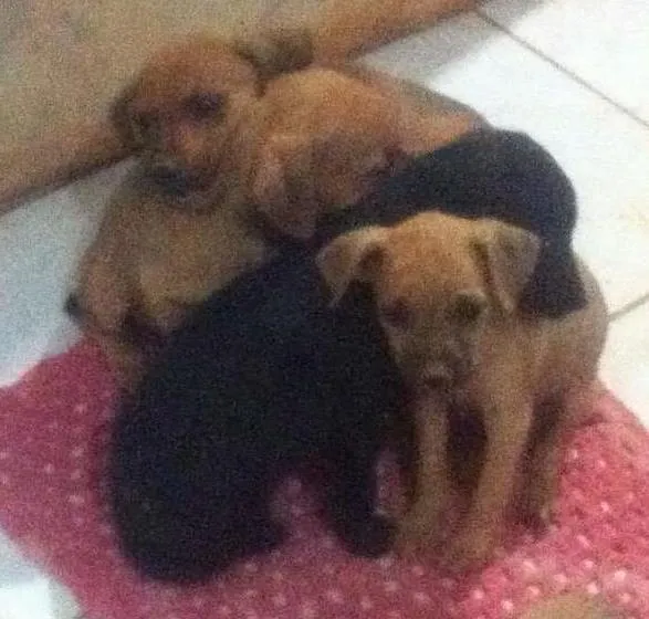 Cachorro ra a SRD idade 2 a 6 meses nome Lilika