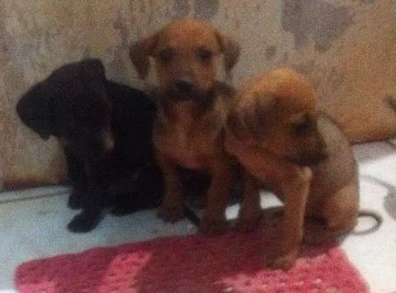 Cachorro ra a SRD idade 2 a 6 meses nome Moly