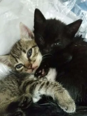Gato raça Vira-lata idade Abaixo de 2 meses nome Sem nome