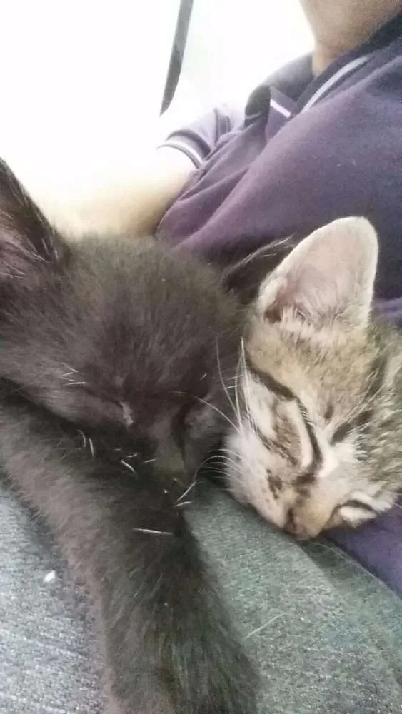 Gato raça Vira-lata idade Abaixo de 2 meses nome Sem nome