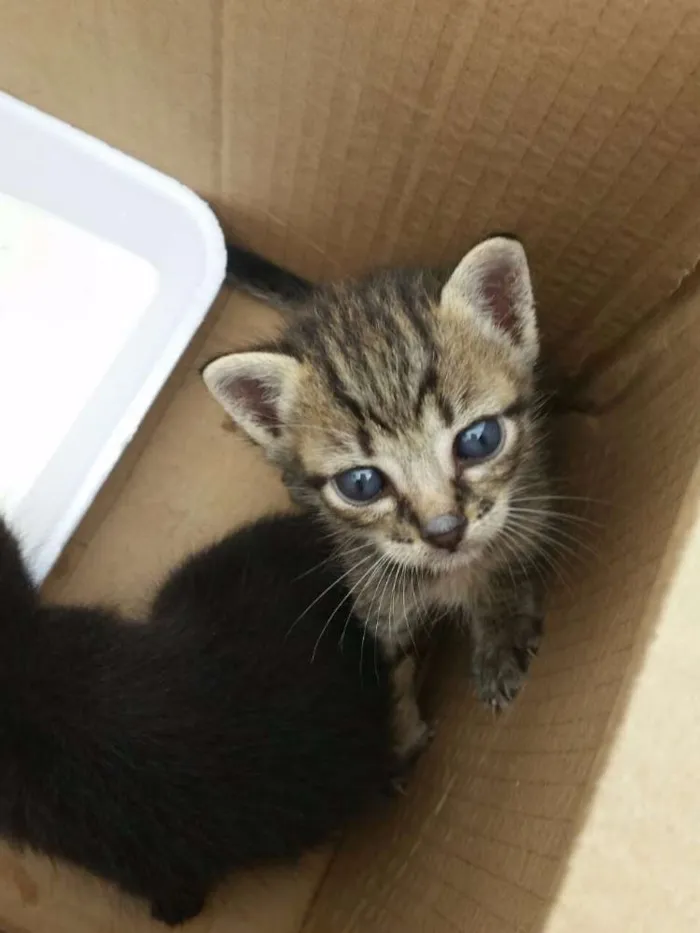 Gato raça Vira-lata idade Abaixo de 2 meses nome Sem nome