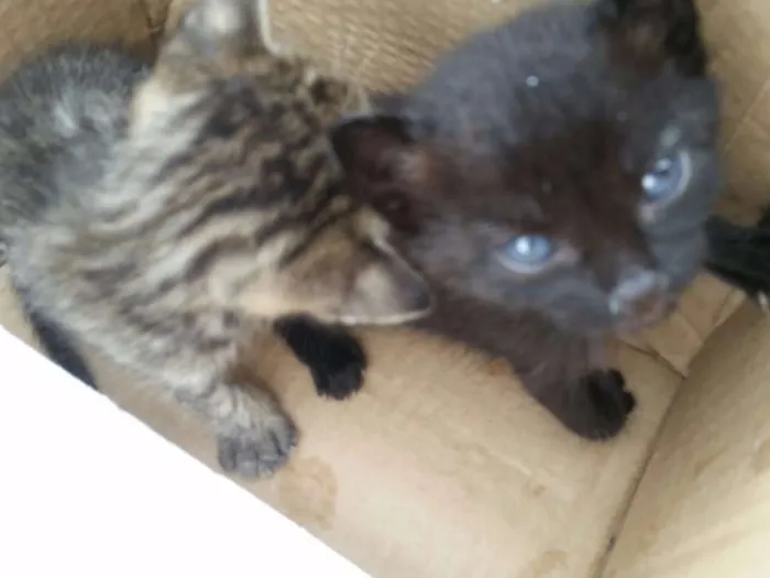 Gato raça Vira-lata idade Abaixo de 2 meses nome Sem nome
